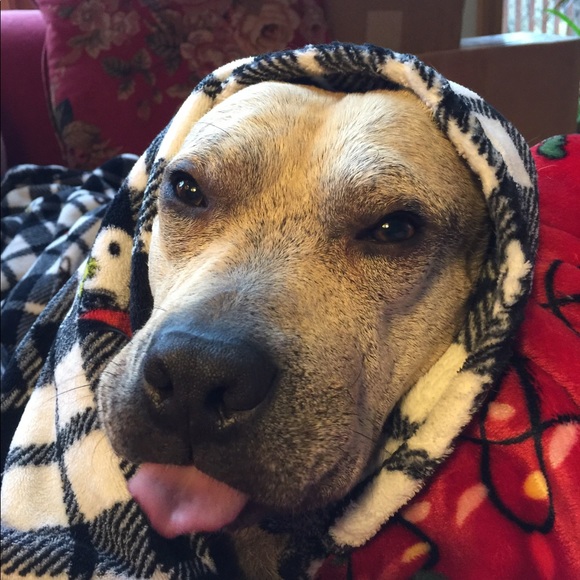 Maximus 🐾🐾🐶🐕🐾🐾 - Picture 7 of 8